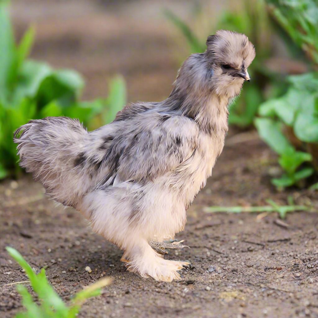 Silkie Chicks – Buy 6 + 3 Bonus Free (9 Unsexed, Mixed Colors, Shipping Included) Az Chickens