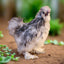 Silkie Chicks – Buy 6 + 3 Bonus Free (9 Unsexed, Mixed Colors, Shipping Included) Az Chickens