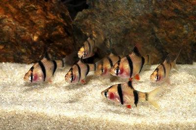 Blushing Tiger Barb BARB Danaqua Live Fish & More