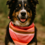 Boho Stripes Dog Bandana Dog Bandana Happy Tails Outfitters