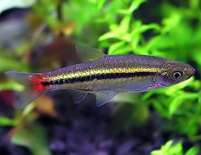 Brilliant Rasbora PACK OF 6 TETRA Danaqua Live Fish & More