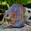 Turquoise Discus DISCUS Danaqua Live Fish & More