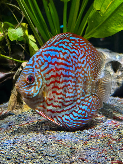 Turquoise Discus