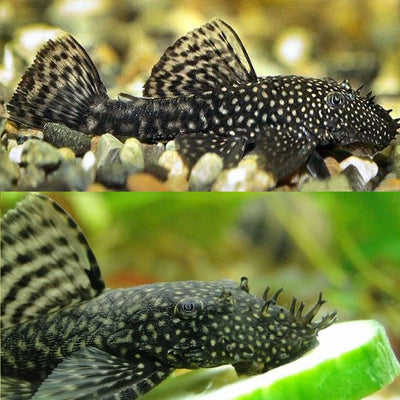 Bushynose Pleco (Bristlenose Plecostomus) MEDIUM PLECO Danaqua Live Fish & More