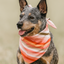 Boho Stripes Dog Bandana Dog Bandana Happy Tails Outfitters