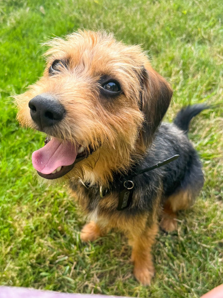 Small dog standing on grass with a person holding a purple fabric in the foreground