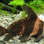 Hi-Fin Banded Loach (Myxocyprinus asiaticus) LOACH Danaqua Live Fish & More