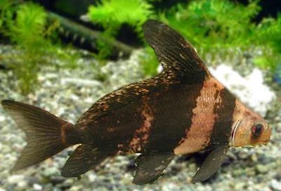 Hi-Fin Banded Loach (Myxocyprinus asiaticus) LOACH Danaqua Live Fish & More