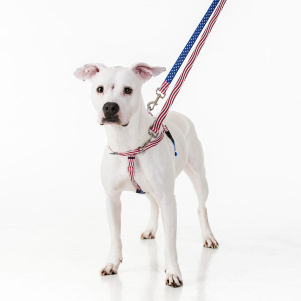 Star Spangled Freedom No-Pull Dog Harness – EarthStyle 2 Hounds Design