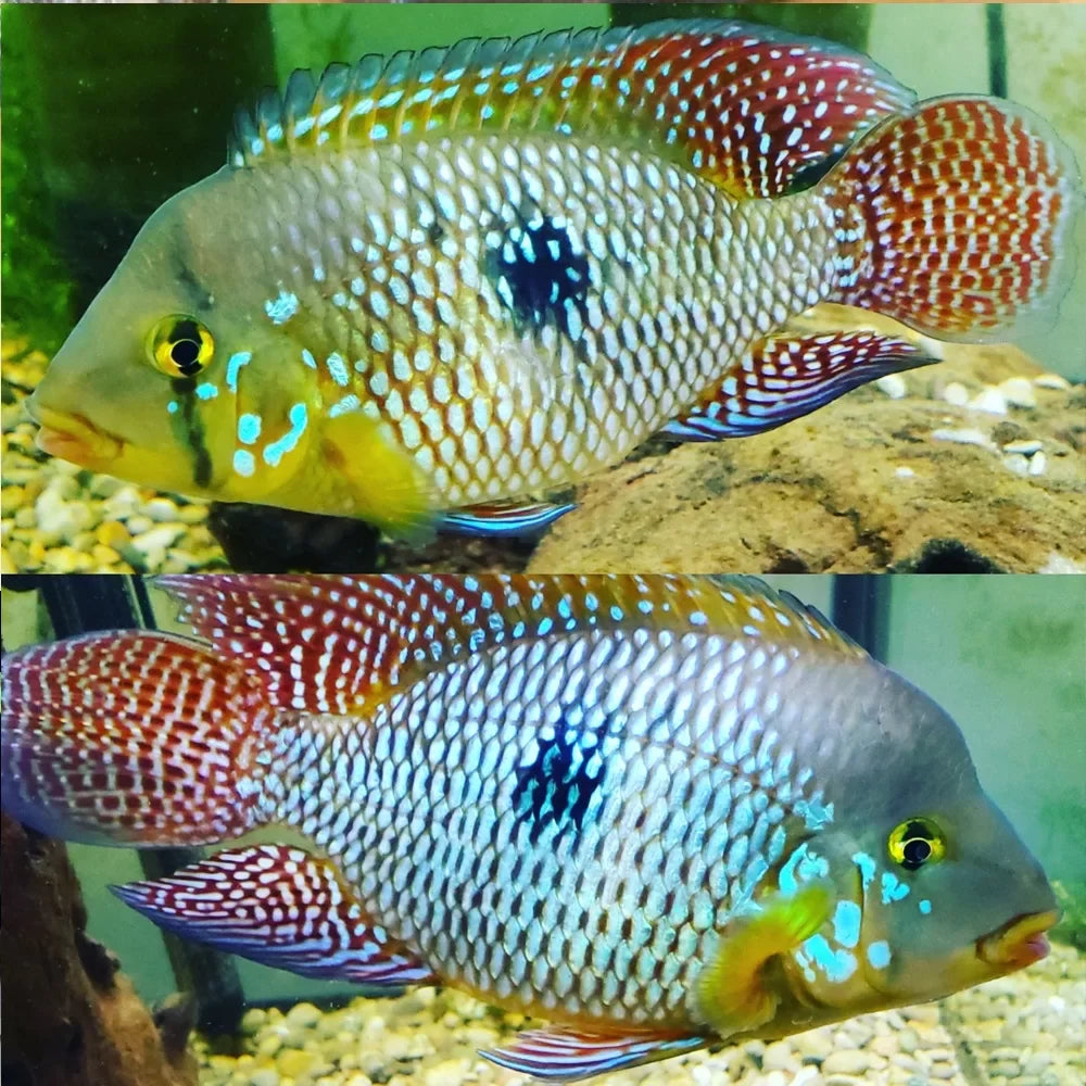 Geophagus brasiliensis AMERICAN CICHLID Danaqua Live Fish & More