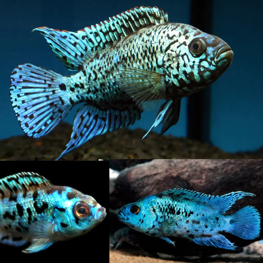 Electric Blue Jack Dempsey (EBJD) AMERICAN CICHLID Danaqua Live Fish & More