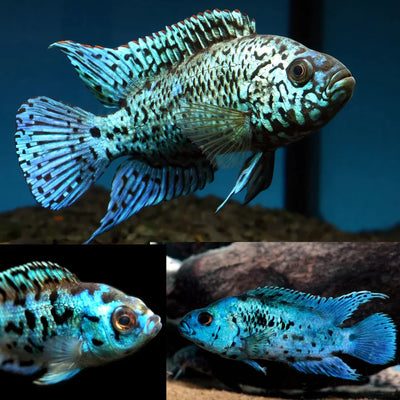 Electric Blue Jack Dempsey (EBJD) AMERICAN CICHLID Danaqua Live Fish & More