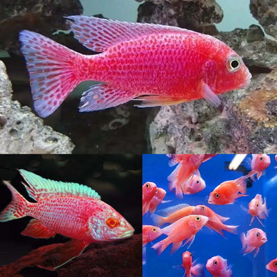 Strawberry Peacock Cichlid (Aulonocara sp.) AFRICAN CICHLIDS Danaqua Live Fish & More