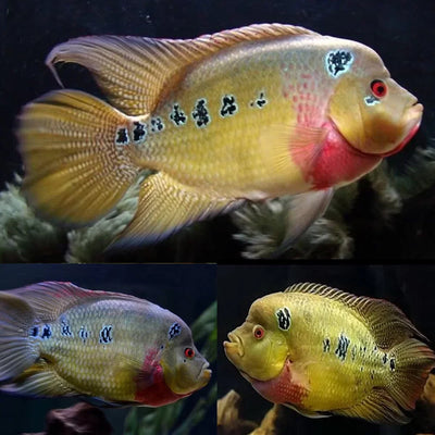 Trimac cichlid (Amphilophus trimaculatus) MEDIUM AMERICAN CICHLID Danaqua Live Fish & More