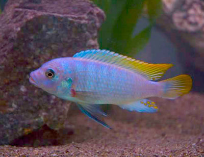 Ice Blue Zebra Cichlid (Maylandia greshakei) AFRICAN CICHLIDS Danaqua Live Fish & More