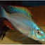 Rock-Dwelling Mbuna Cichli - Compressiceps East African Cichlid (Malawi Eyebiter) AFRICAN CICHLIDS Danaqua Live Fish & More