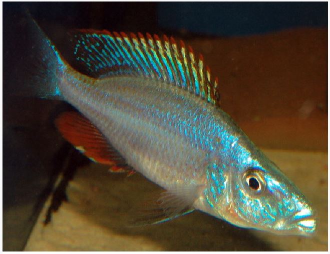 Rock-Dwelling Mbuna Cichli - Compressiceps East African Cichlid (Malawi Eyebiter) AFRICAN CICHLIDS Danaqua Live Fish & More