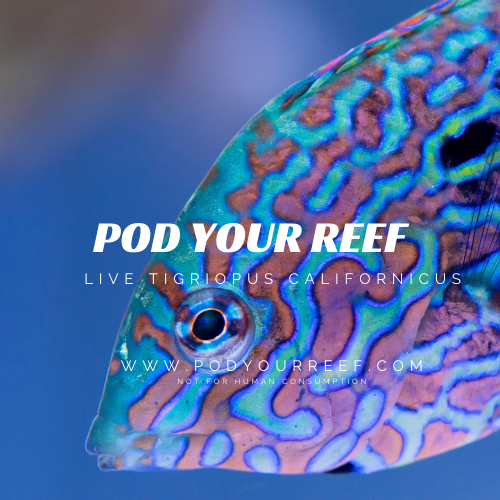 Tigriopus Californicus Reef Copepods Zooplankton Pod Your Reef