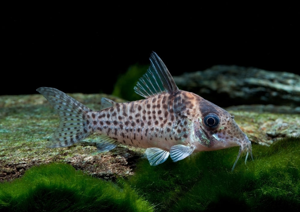 Corydoras agassizii CORY Danaqua Live Fish & More