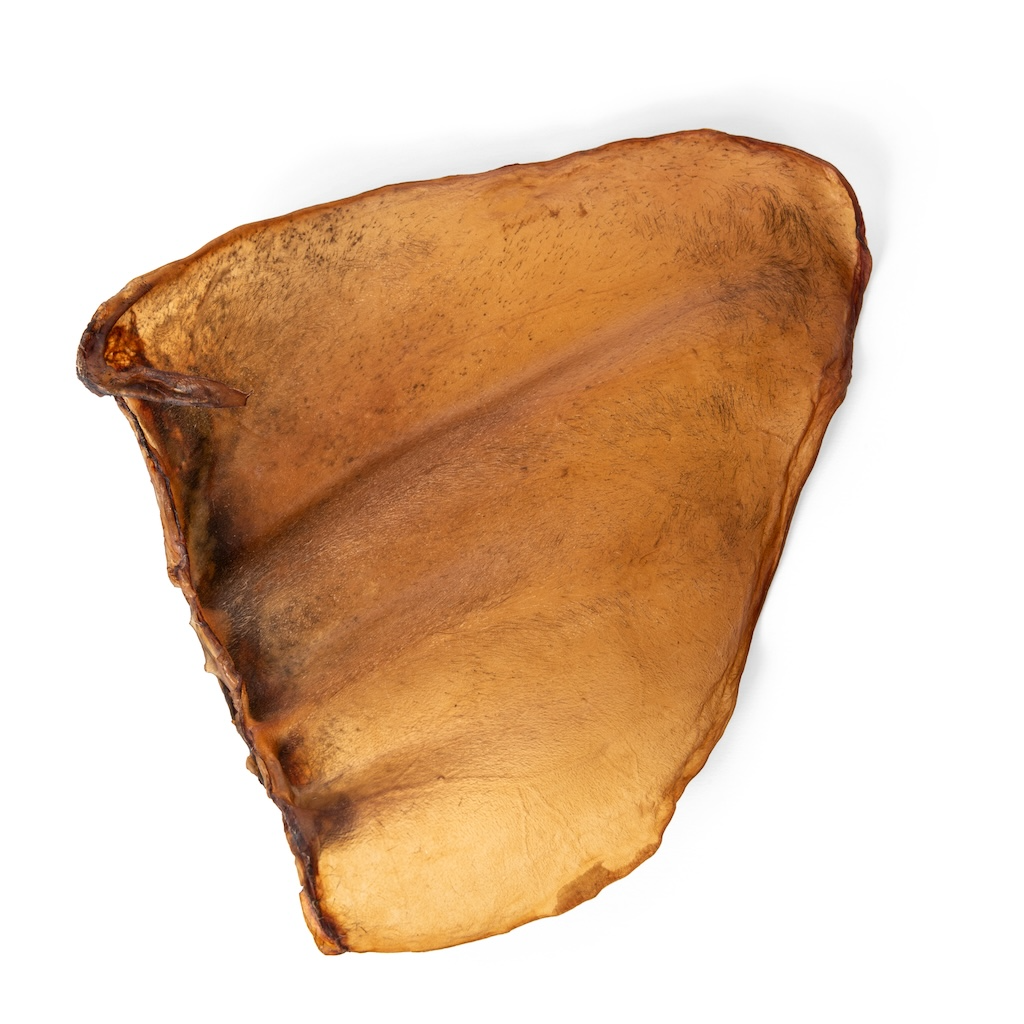 Image of a dehydrated brown cow ear