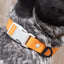 Crimson Glow Waterproof Dog Collar Dog Collar Aria the Fox
