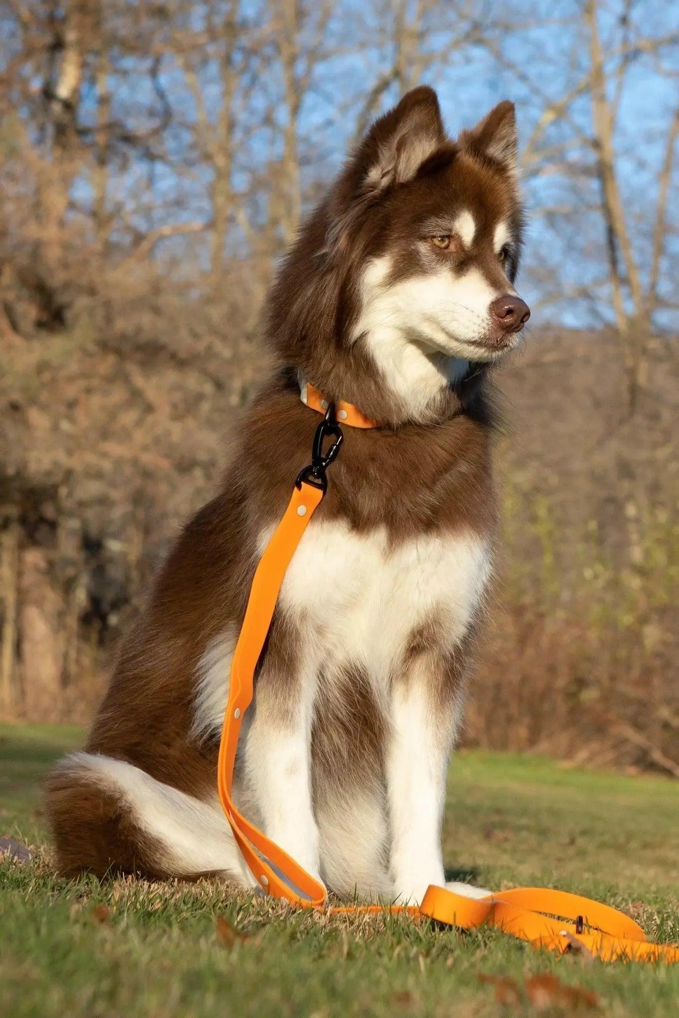 Crimson Glow Waterproof Dog Collar Dog Collar Aria the Fox