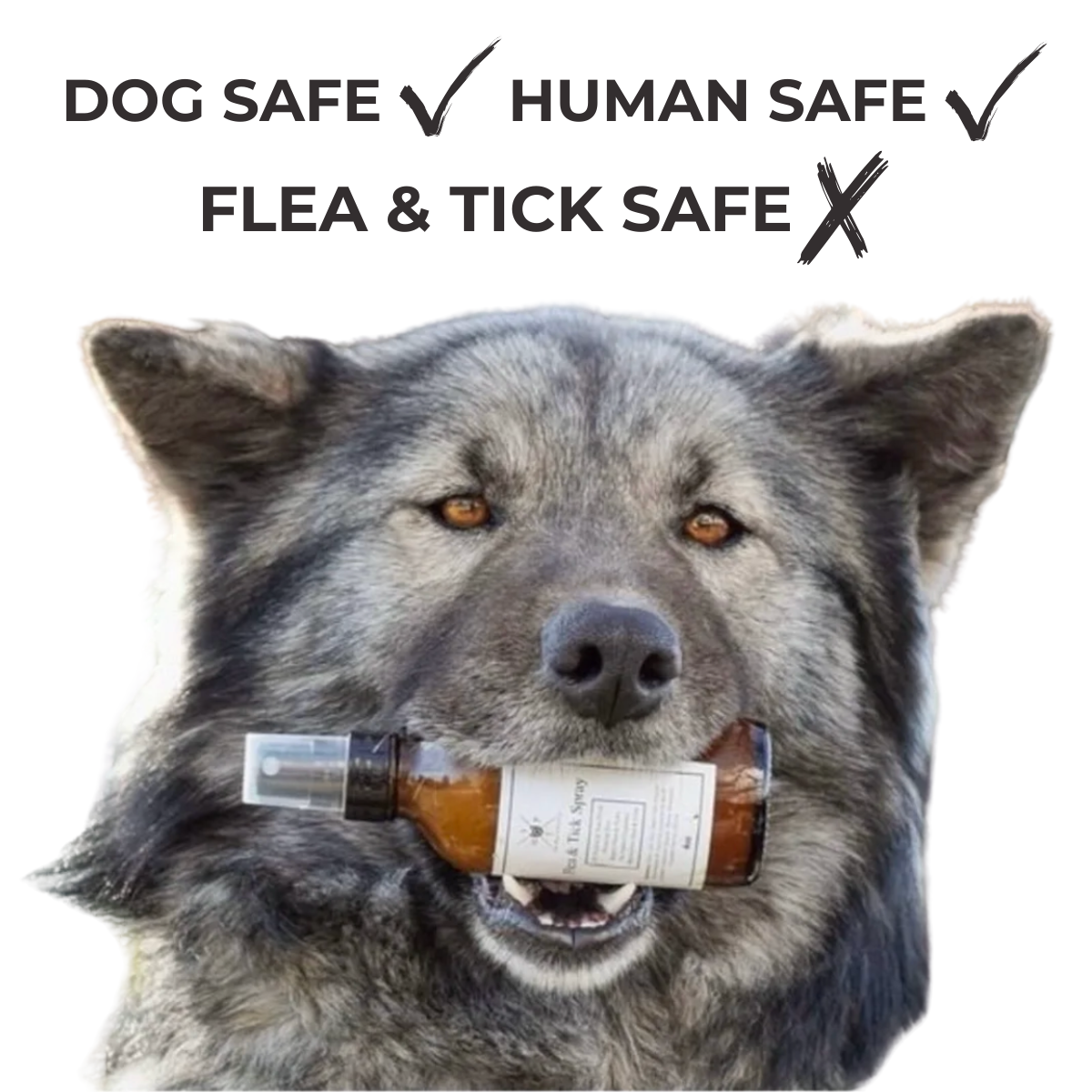 Flea & Tick Spray for Dogs The Hoof & Paw Co.