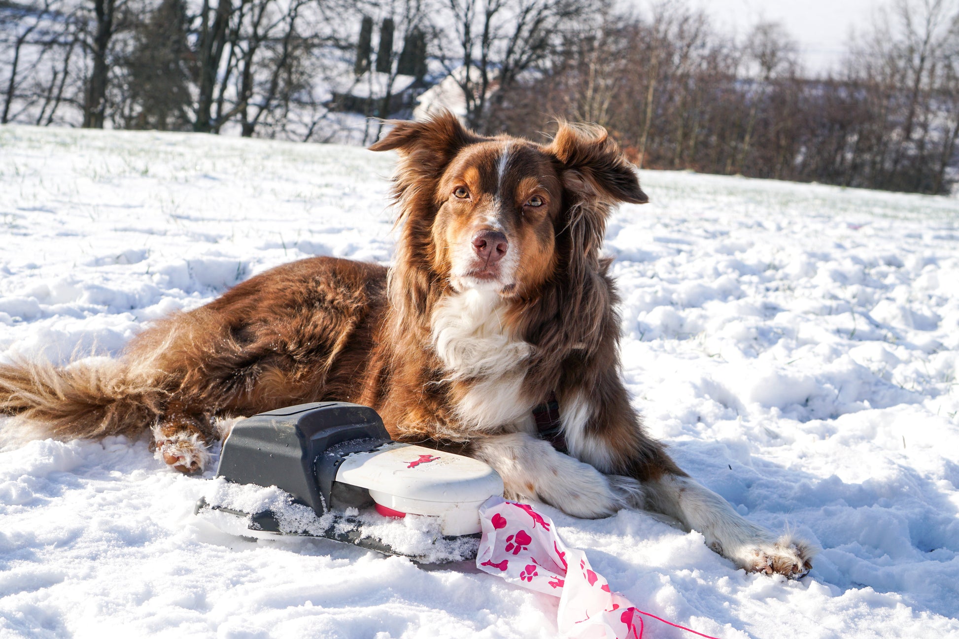 *BACKORDER* Home Original Kit Enrichment Product SwiftPaws