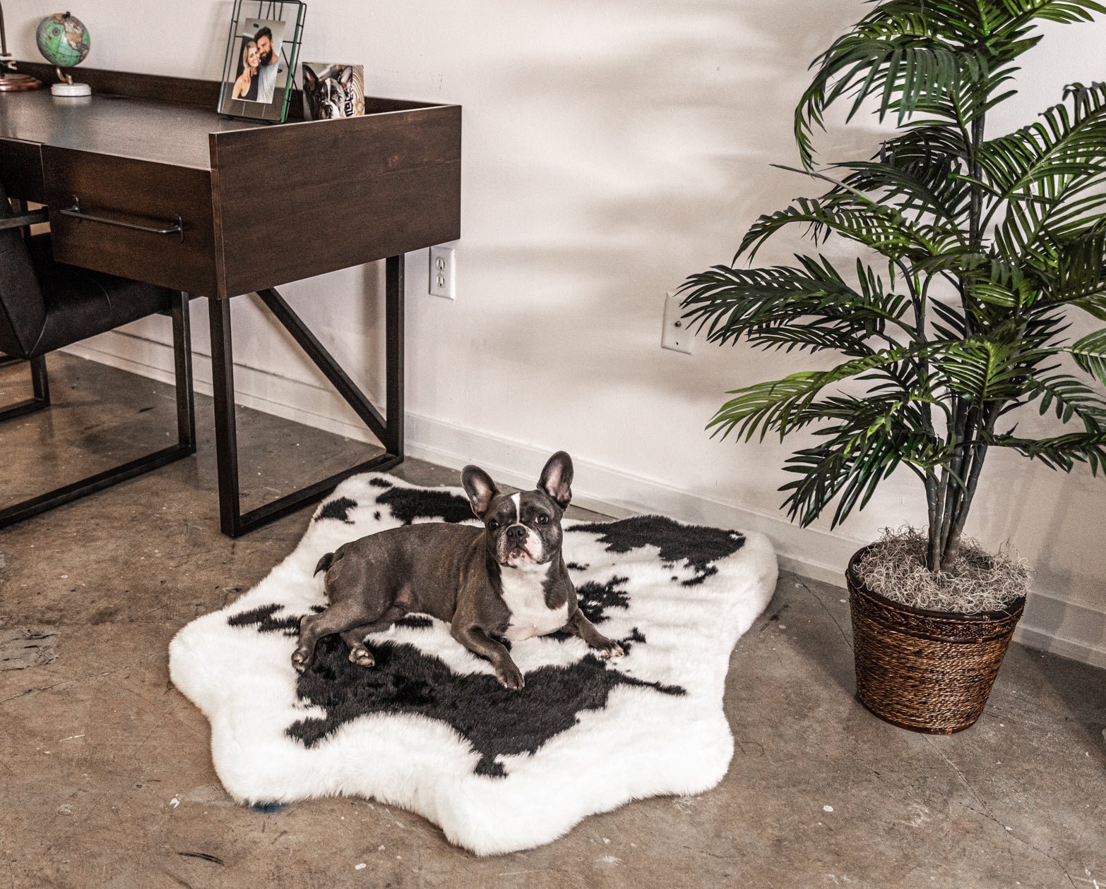 PupRug® Animal Print Memory Foam Dog Bed - Black Faux Cowhide Dog Beds Paw.com