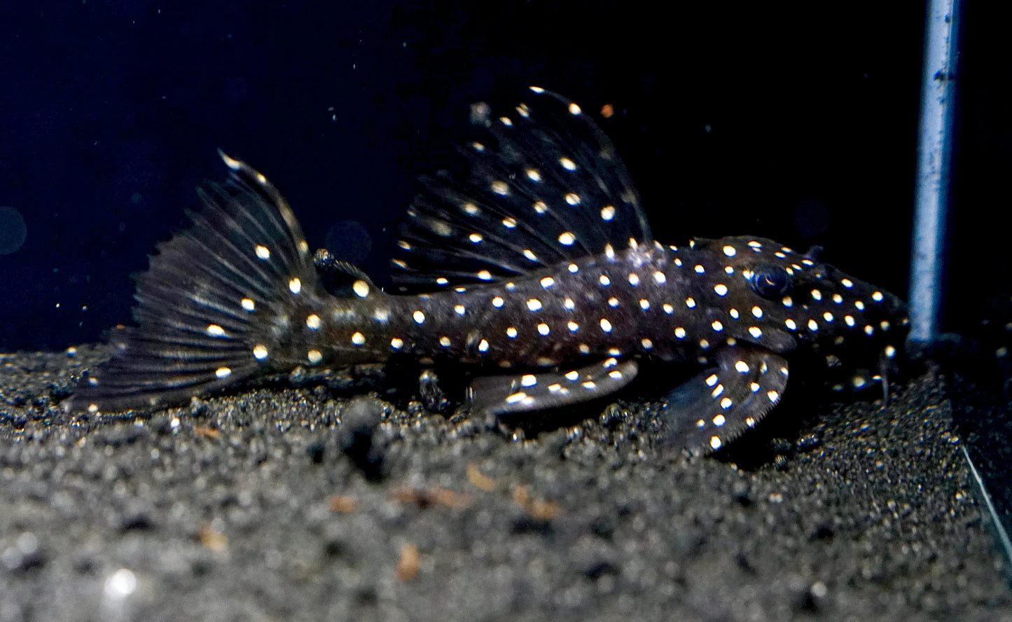 Galaxy Pleco (Vampire Pleco) PLECO Danaqua Live Fish & More