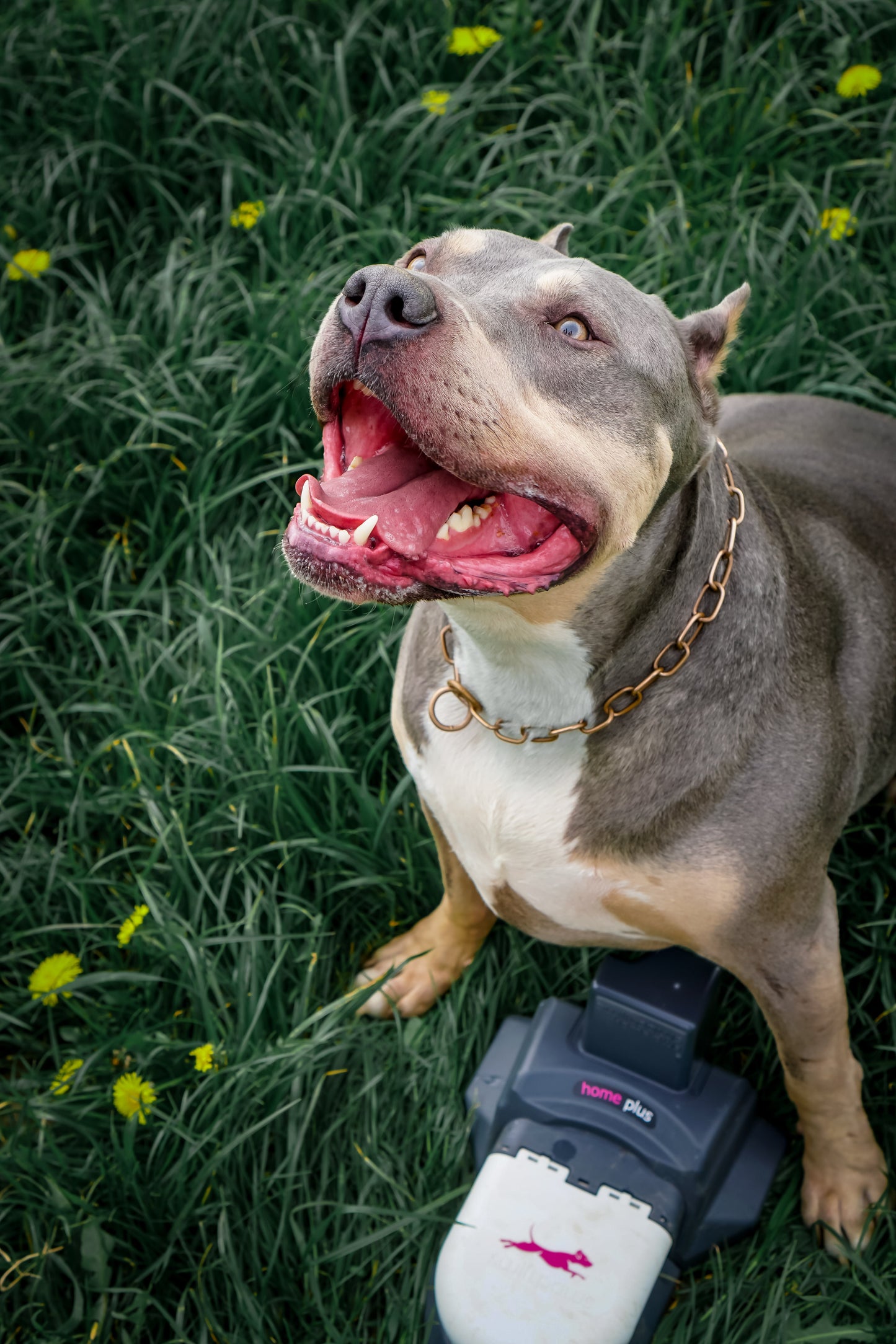 Home Plus Kit Enrichment Product SwiftPaws