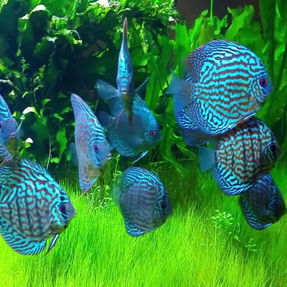 Turquoise Discus DISCUS Danaqua Live Fish & More