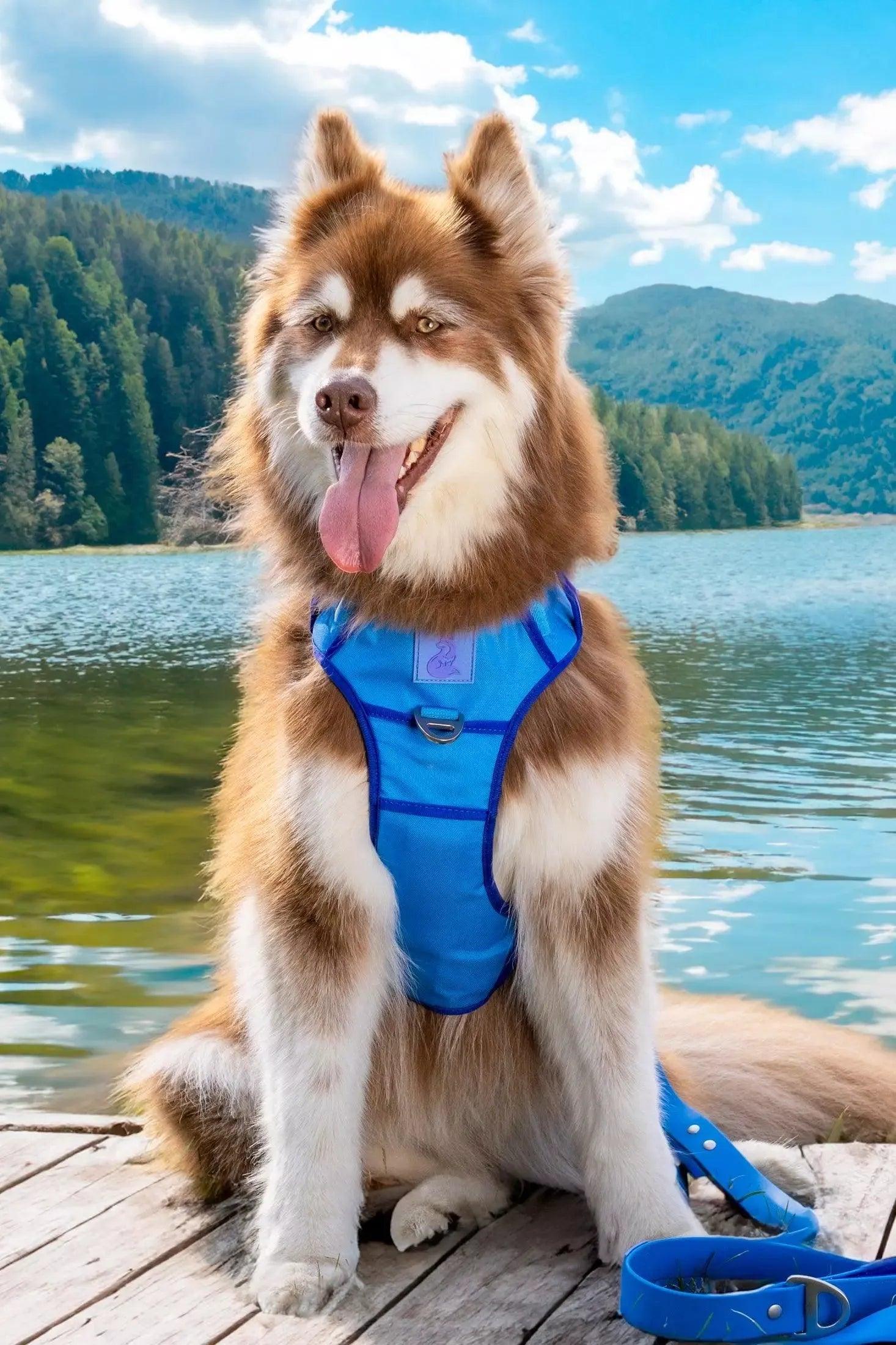 Dockside Adventures Ultimate Harness Harness Aria the Fox
