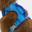 Dockside Adventures Ultimate Harness Candy Blue Ultramarine Harness Aria the Fox