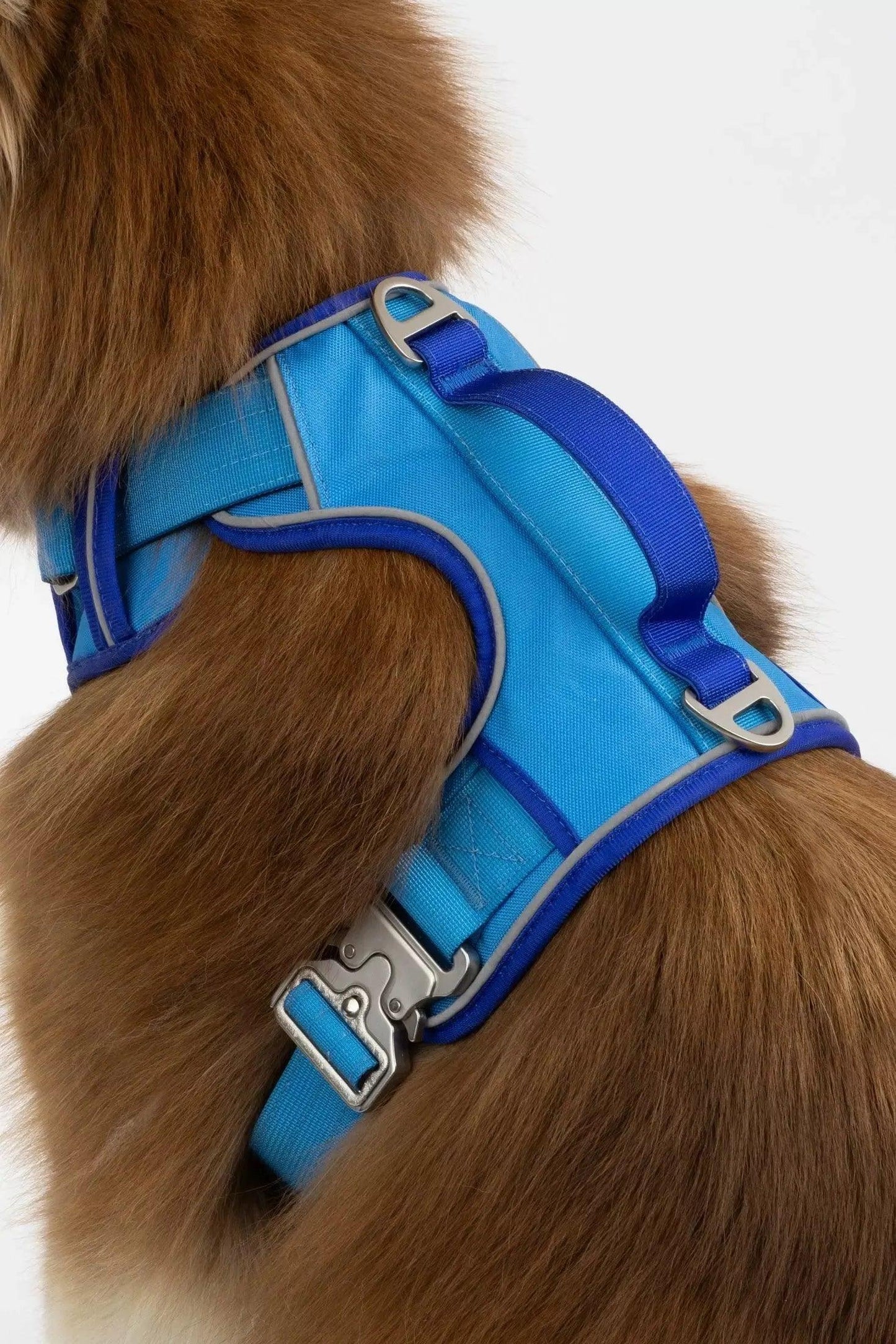 Dockside Adventures Ultimate Harness Candy Blue Ultramarine Harness Aria the Fox