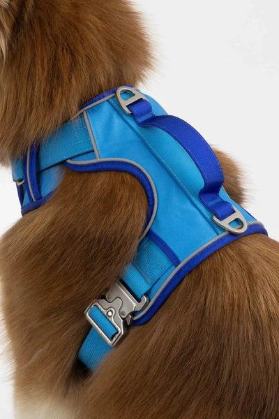 Dockside Adventures Ultimate Harness Candy Blue Ultramarine Harness Aria the Fox
