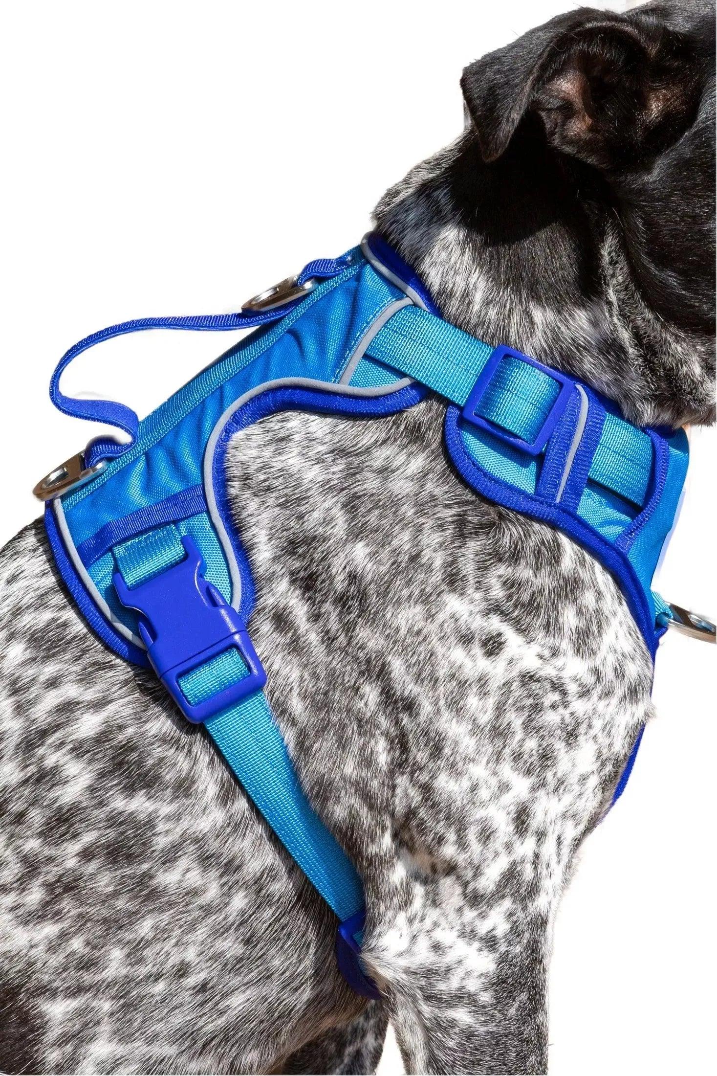 Dockside Adventures Ultimate Harness Candy Blue Ultramarine Small Harness Aria the Fox