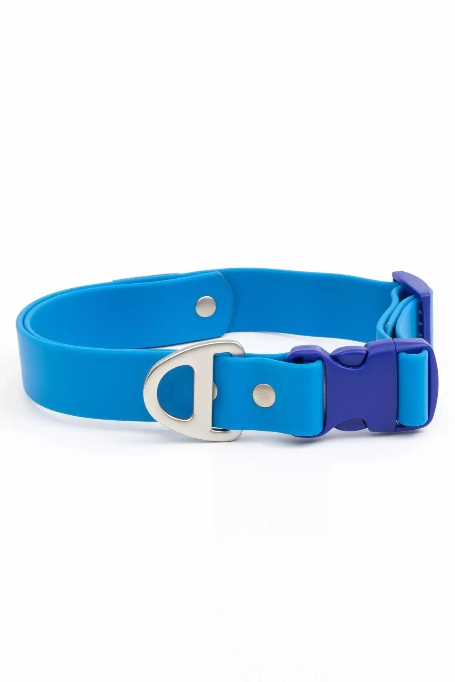 Dockside Adventures Waterproof Dog Collar Candy Blue Ultramarine Dog Collar Aria the Fox