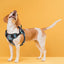 Dogline Quest Multi-Purpose No Pull Dog Harness Dog Harnesses Dogline