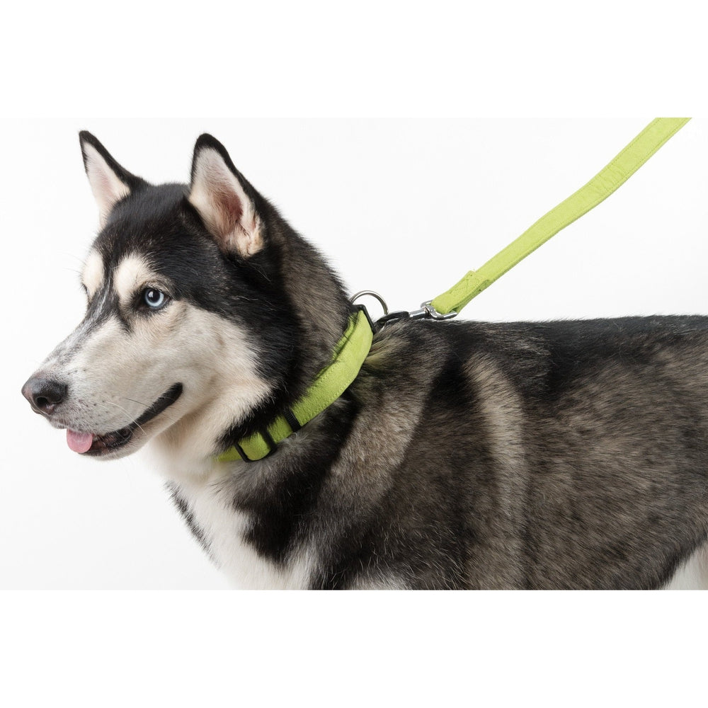 Comfort Microfiber Flat Dog Collar Dog Collar Dogline
