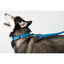 Comfort Microfiber Flat Dog Collar Dog Collar Dogline