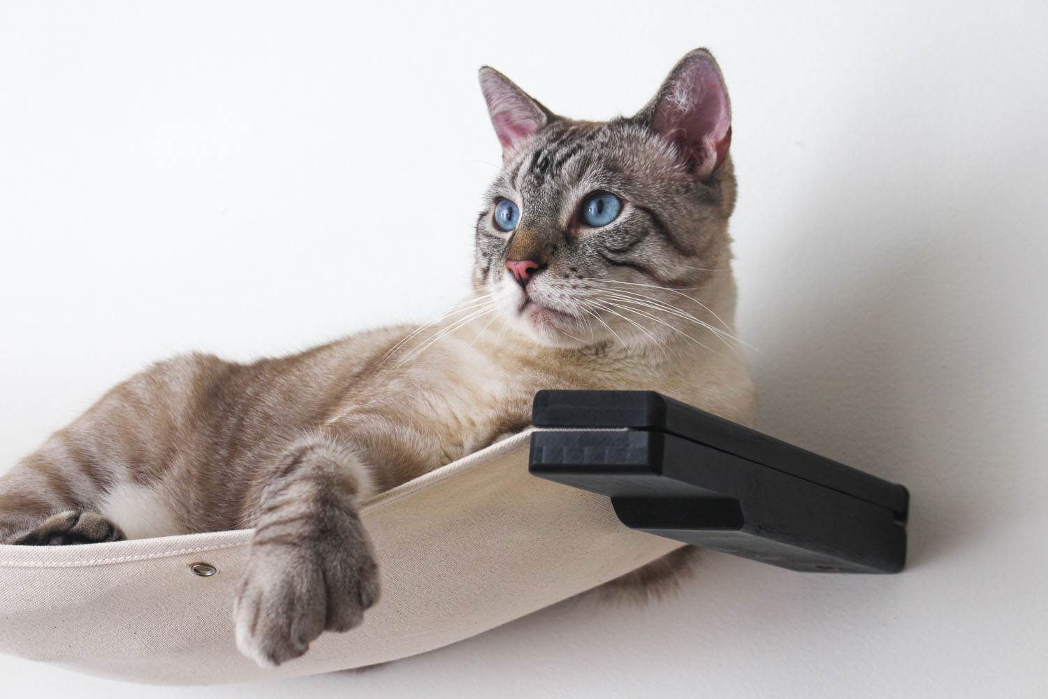 The Raceway - Wall Mounted Cat Hammock Cat Hammock Catastrophic Creations