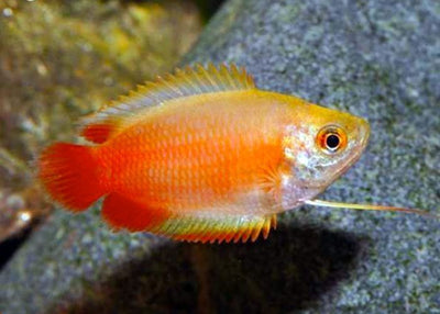 Red Honey Dwarf Gourami (Trichogaster chuna) GOURAMI Danaqua Live Fish & More