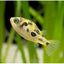 Dwarf Pea Puffer Puffer Danaqua Live Fish & More