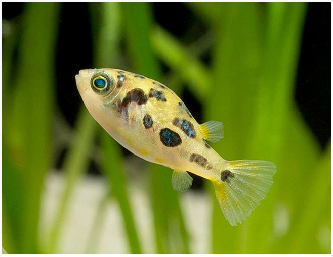 Dwarf Pea Puffer Puffer Danaqua Live Fish & More