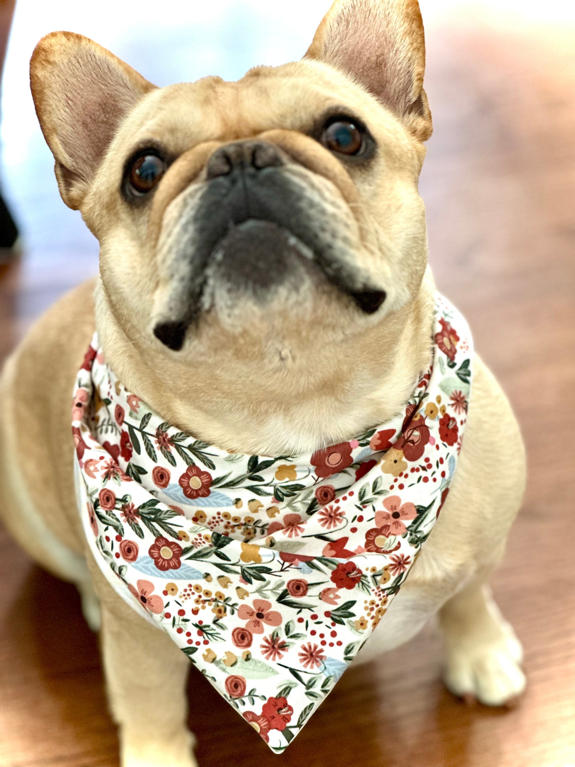 Floral Dog Bandana Dog Bandana Happy Tails Outfitters