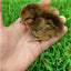Easter Egger Chicks – Buy 10 + 5 Bonus Free (15 All-Female, Shipping Included) Az Chickens