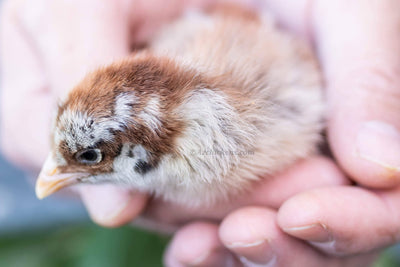 Easter Egger Chicks – Buy 10 + 5 Bonus Free (15 All-Female, Shipping Included) May 27th Az Chickens