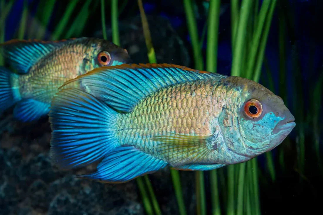 Electric Blue Acara AMERICAN CICHLID Danaqua Live Fish & More