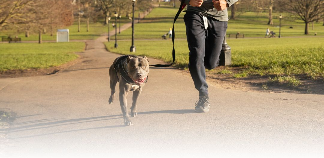 Jumbo Cat Litter Box Liners Pet N Pet ®